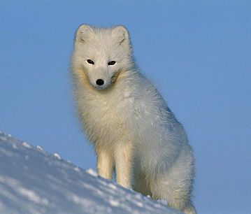 070409-arctic-foxes_big.jpg