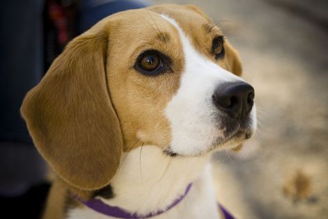 800px-beagle_portrait_camry.jpg