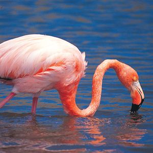 galapagos_flamingo.jpg